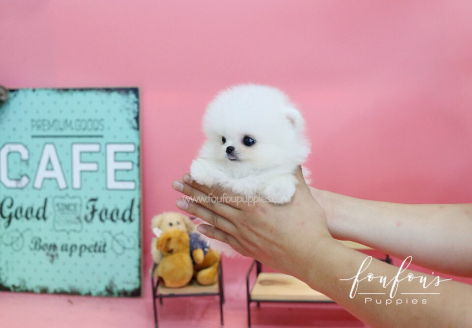 Casper-Pomeranian M.