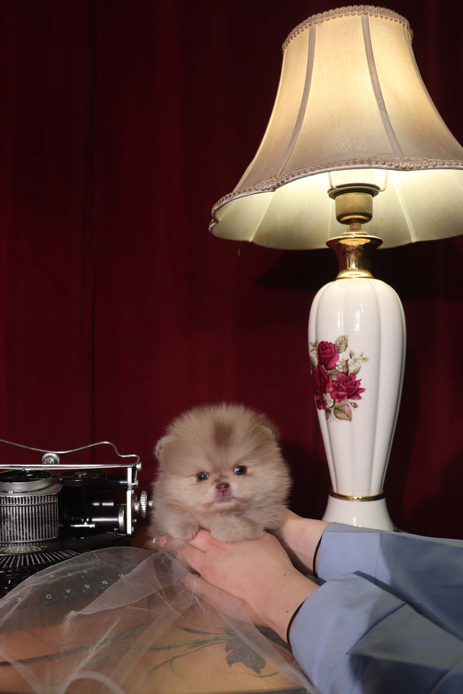 Hiroshi - Pomeranian M.