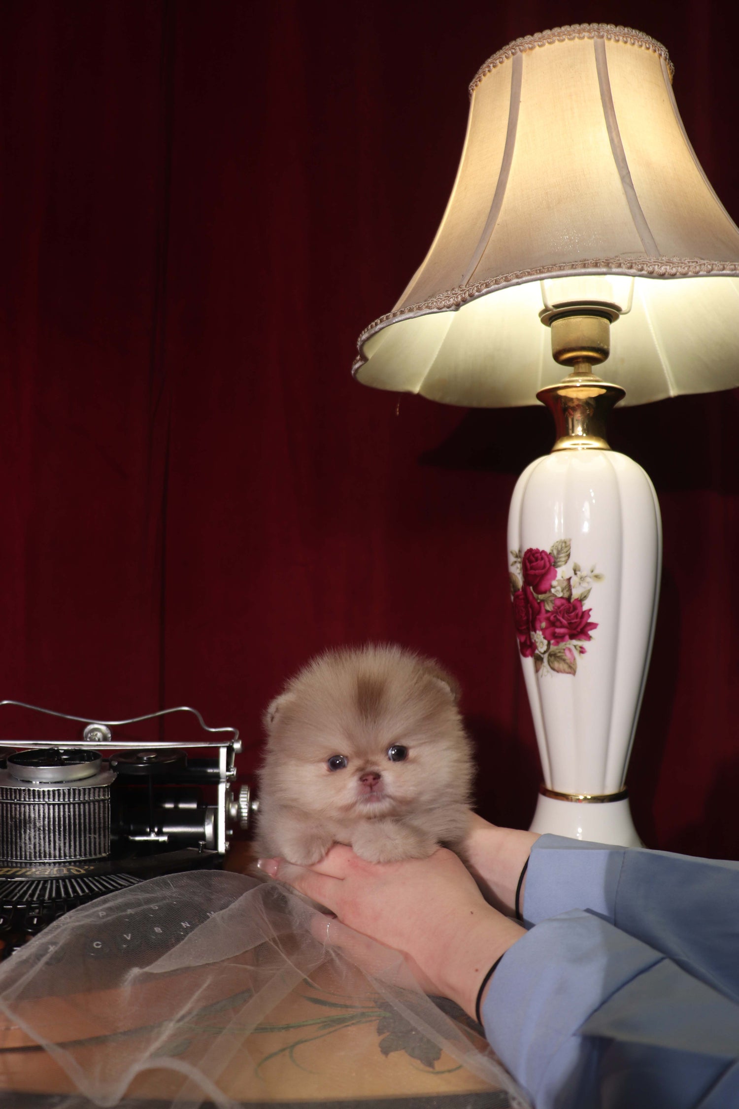 Hiroshi - Pomeranian M.