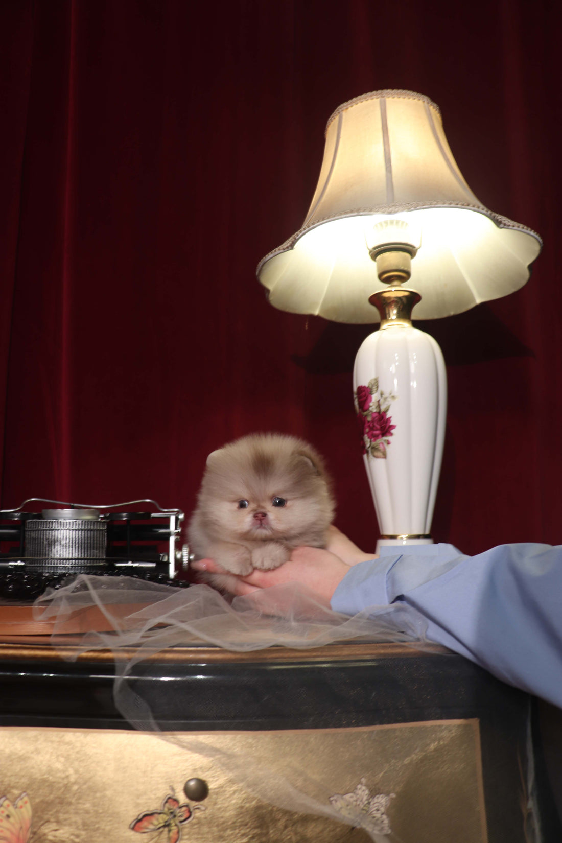 Hiroshi - Pomeranian M.