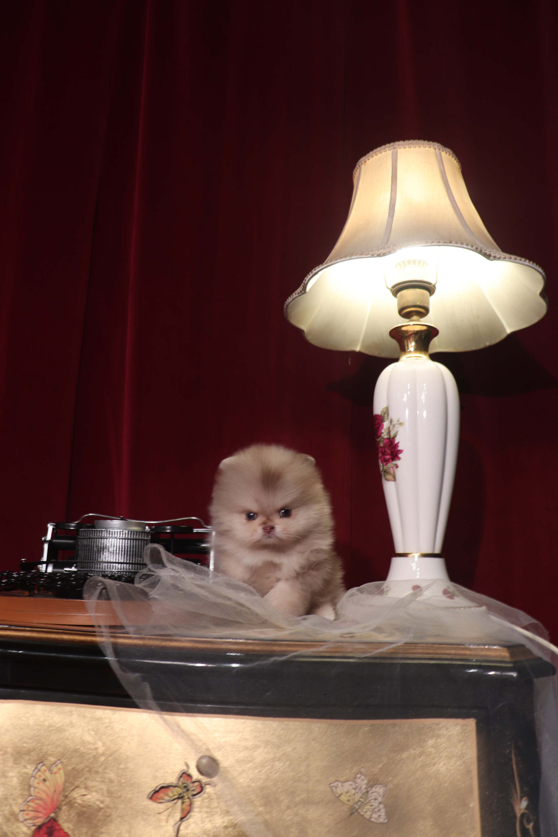 Hiroshi - Pomeranian M.