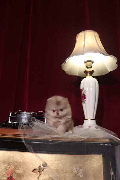 Hiroshi - Pomeranian M.