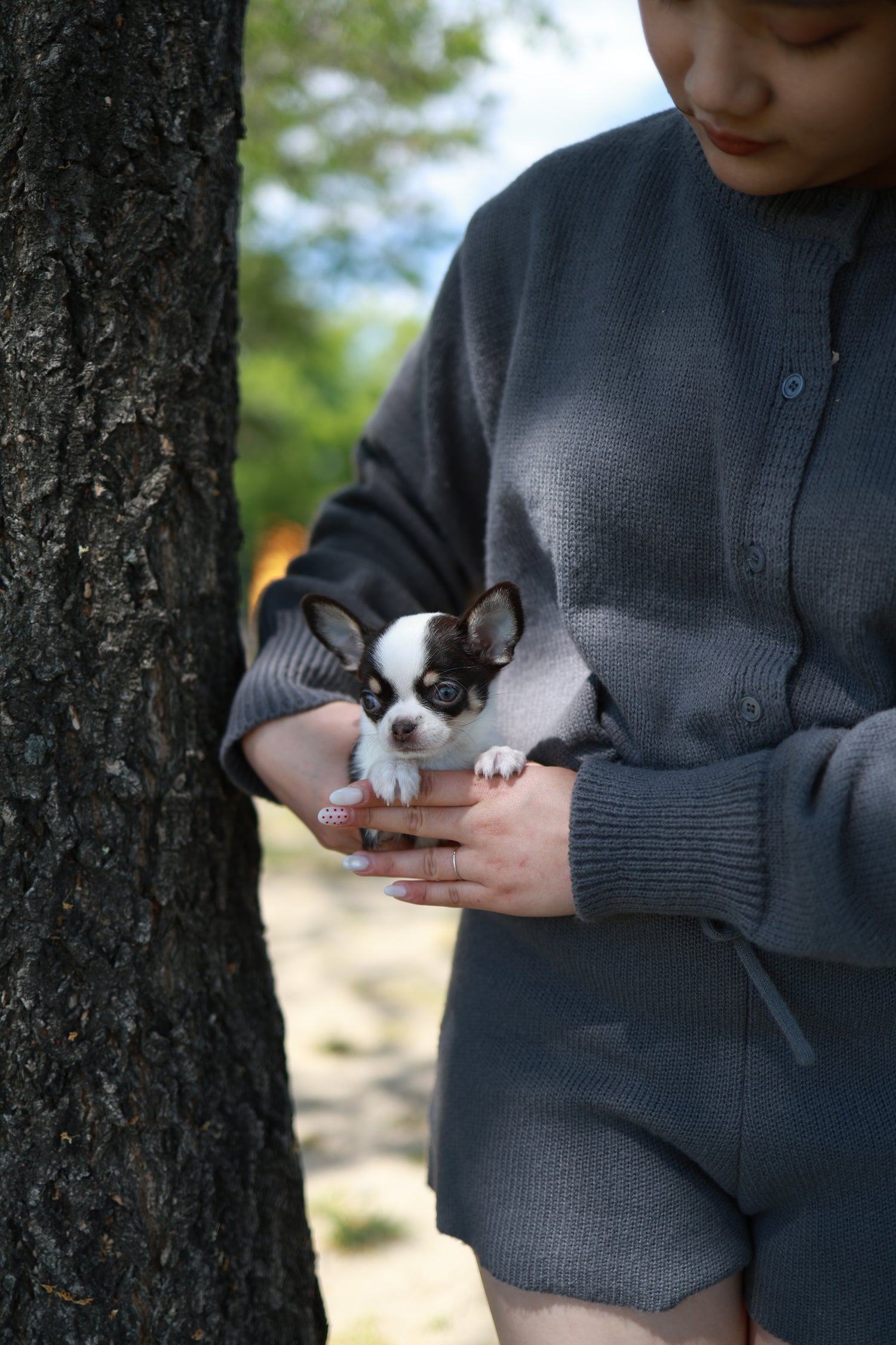 Atom - Chihuahua M.