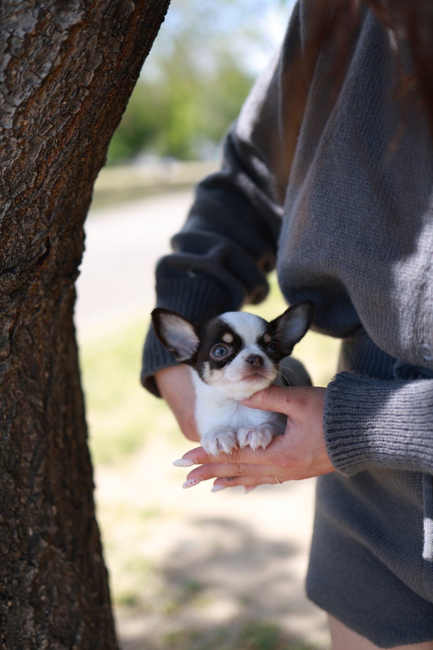 Atom - Chihuahua M.