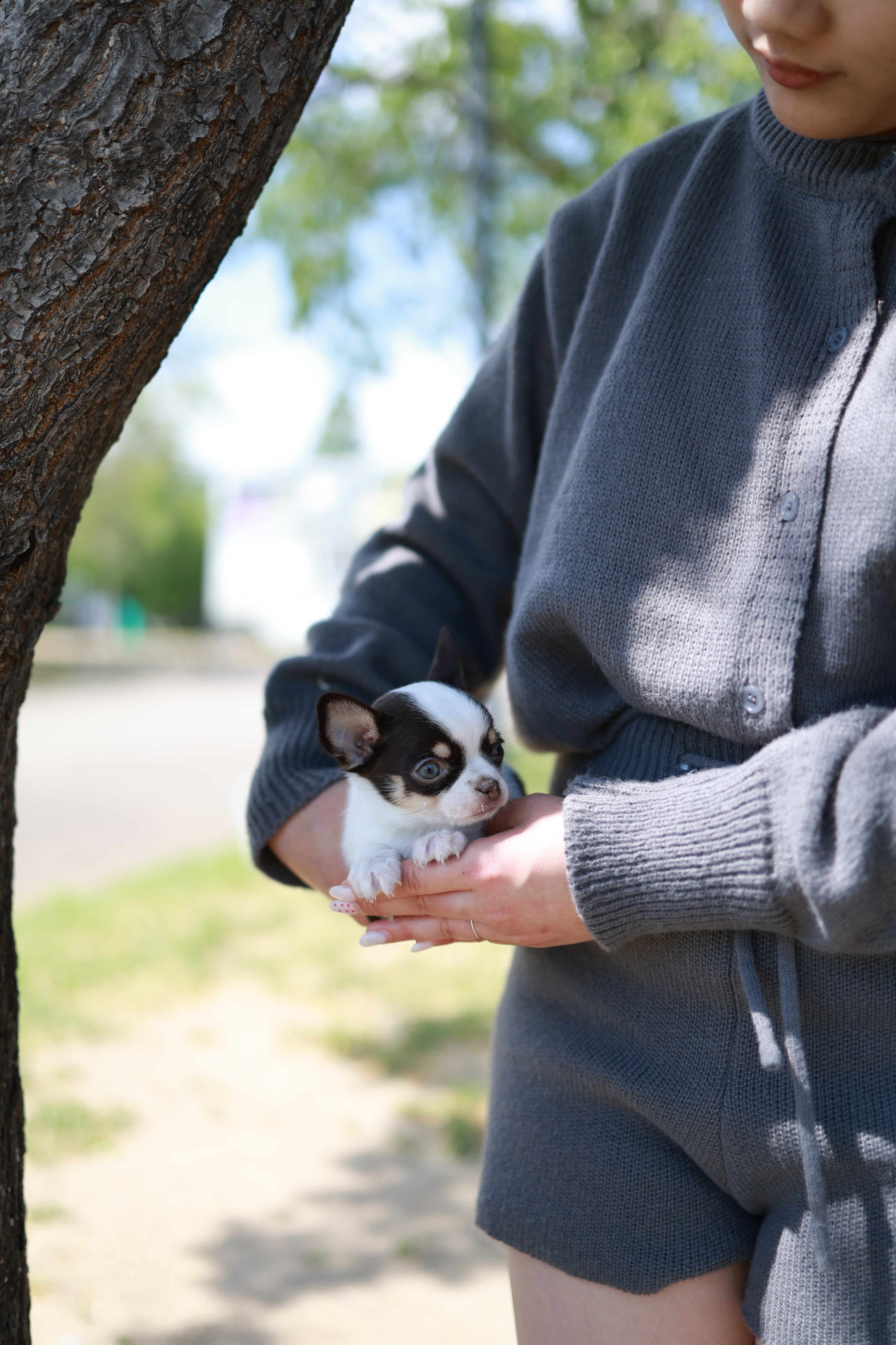 Atom - Chihuahua M.
