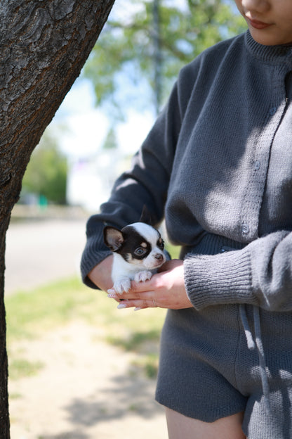 Atom - Chihuahua M.