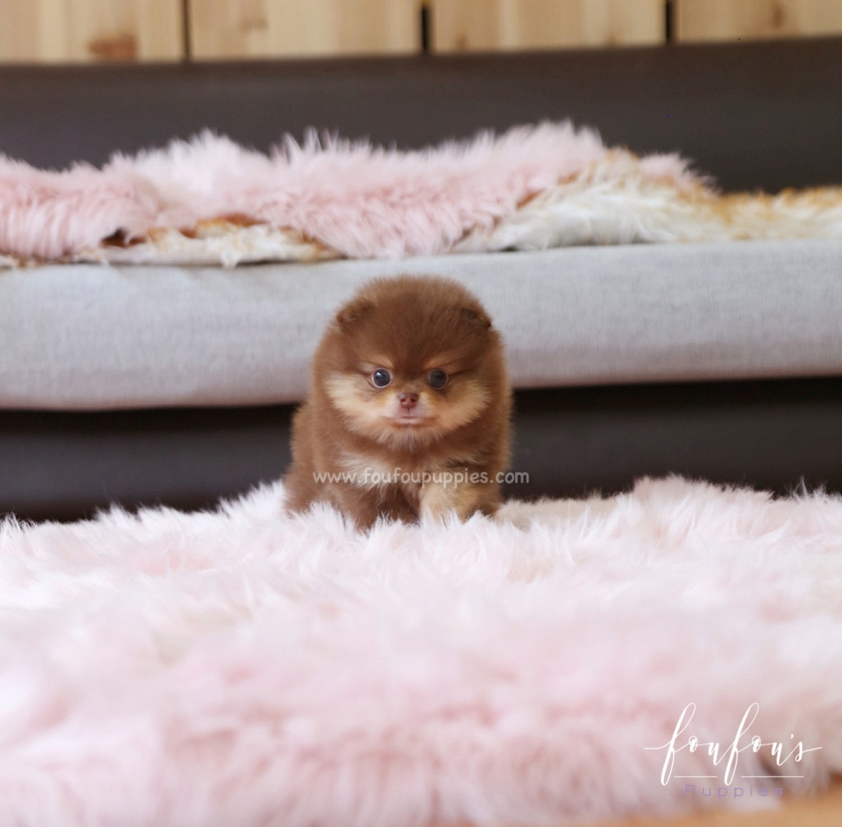 Twix - Pomeranian M.