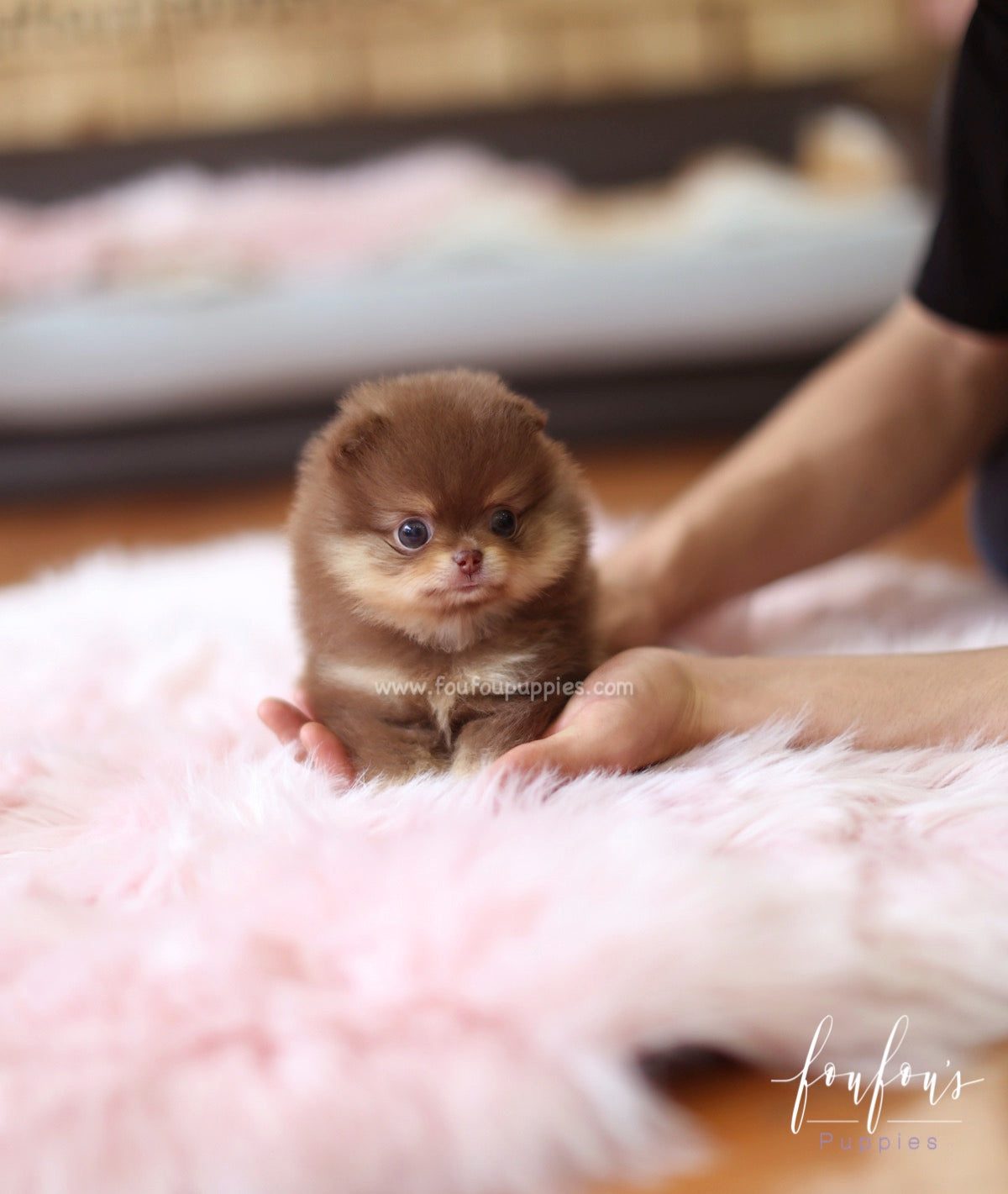 Twix - Pomeranian M.