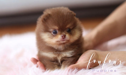 Twix - Pomeranian M.