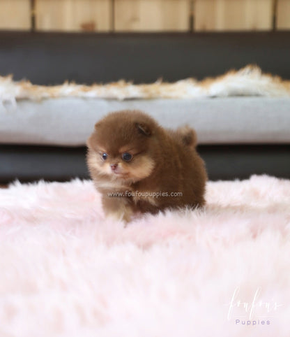 Twix - Pomeranian M.