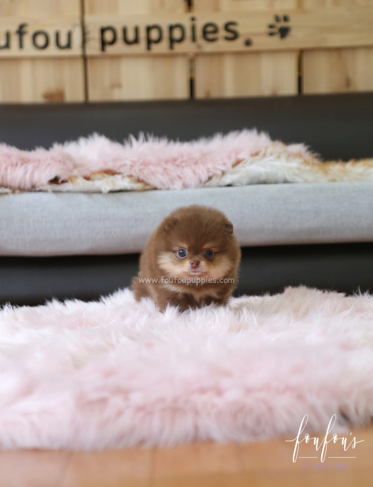 Twix - Pomeranian M.