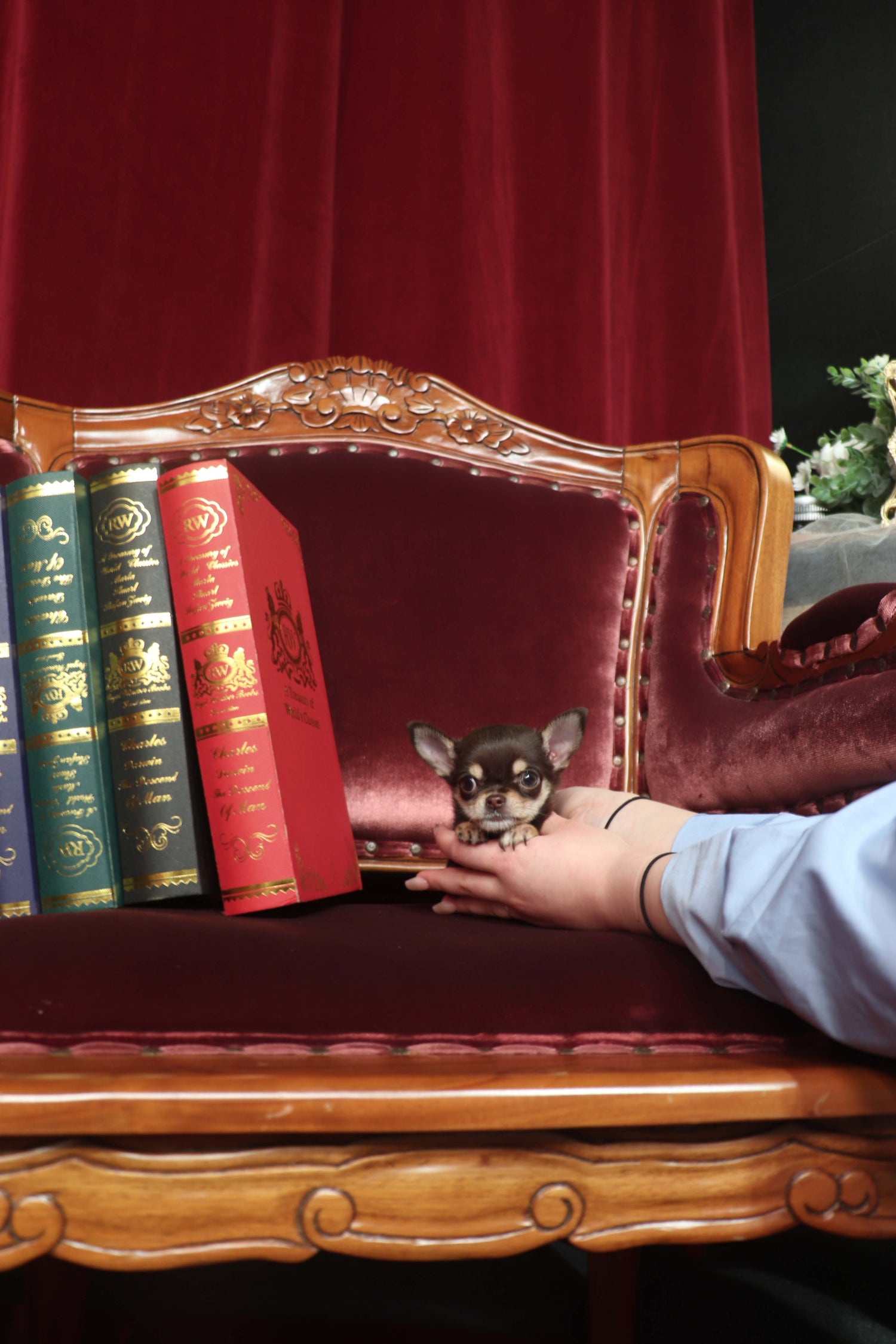 Minnie - Chihuahua F.