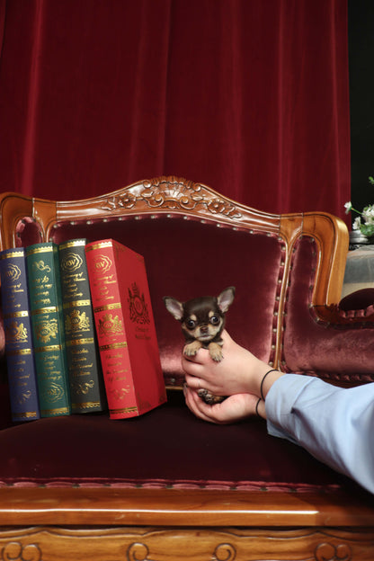 Minnie - Chihuahua F.