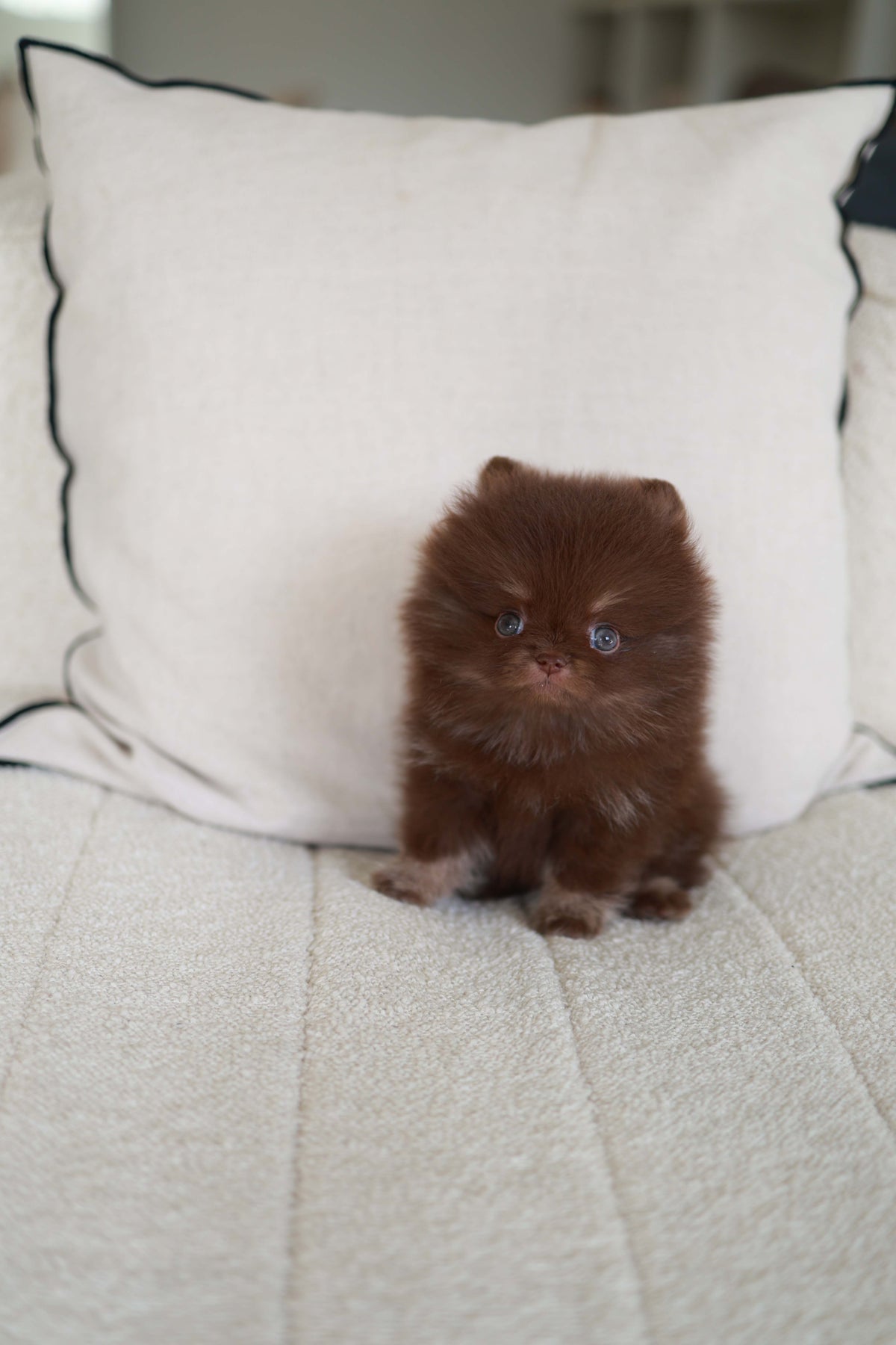 Twix - Pomeranian M.