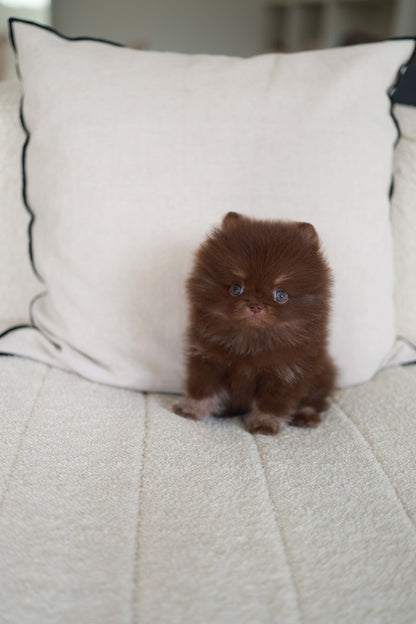 Twix - Pomeranian M.