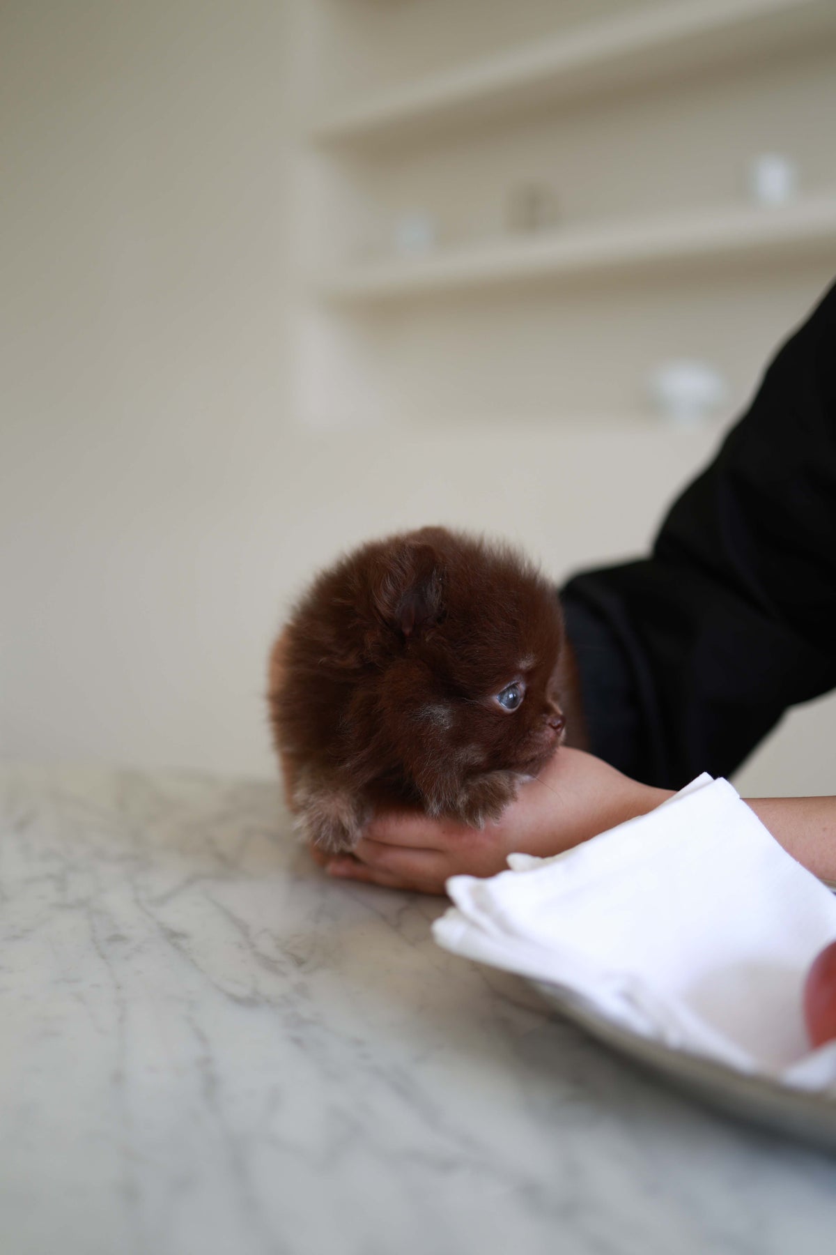 Twix - Pomeranian M.
