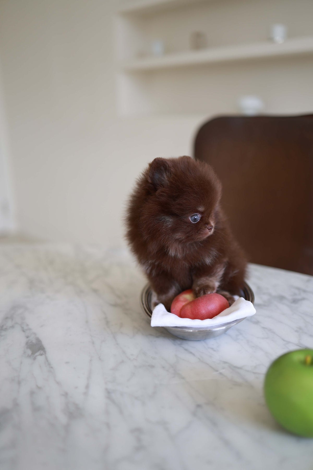 Twix - Pomeranian M.