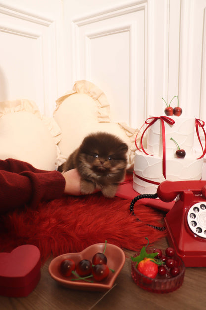 Hershey - Pomeranian M.