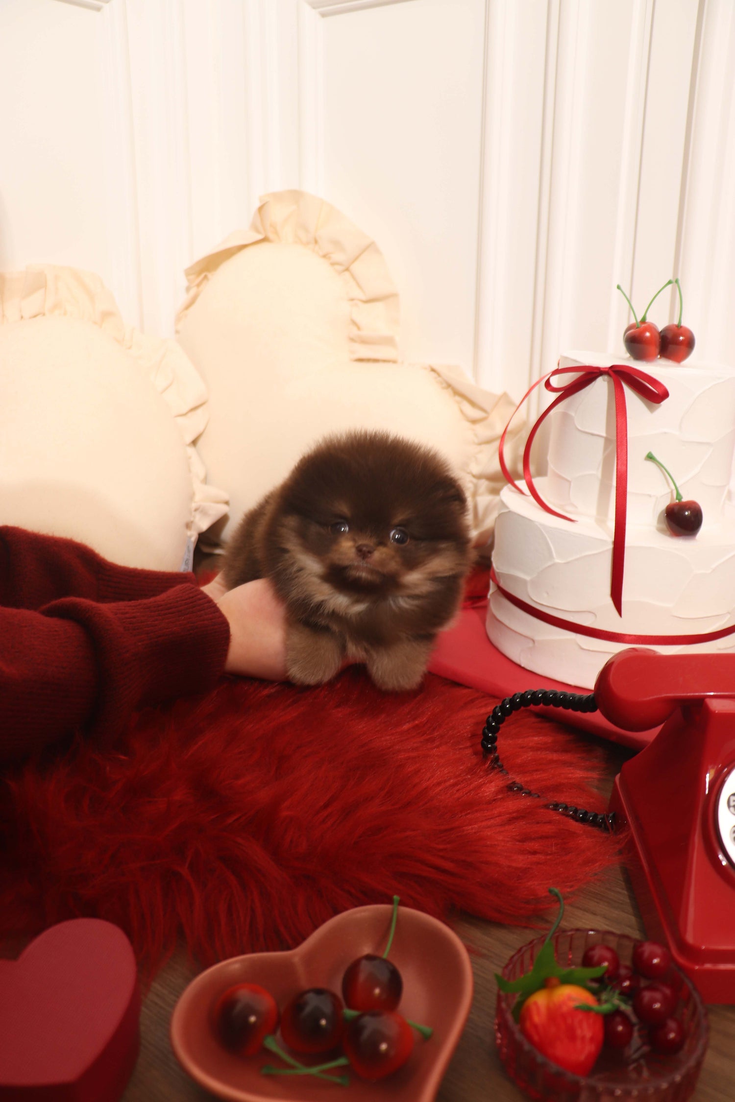 Hershey - Pomeranian M.