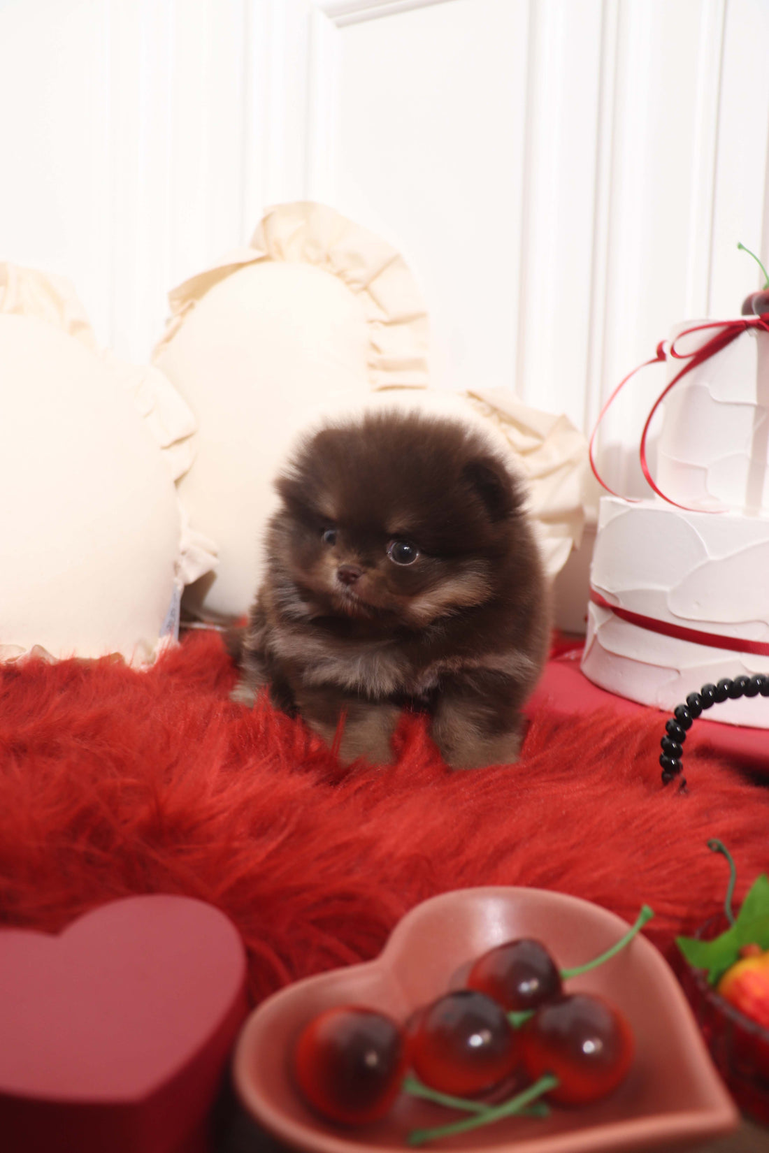 Hershey - Pomeranian M.