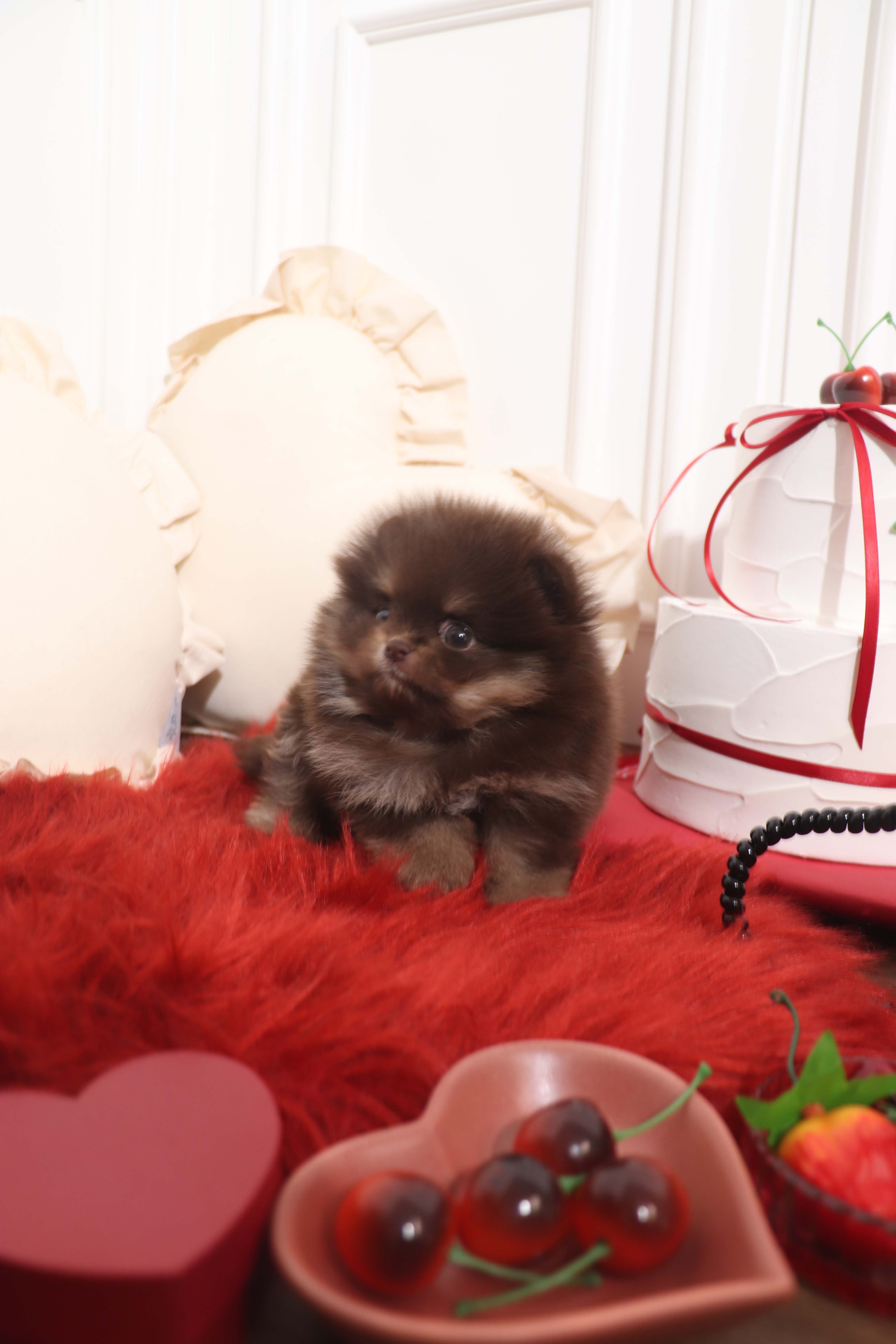 Hershey - Pomeranian M.