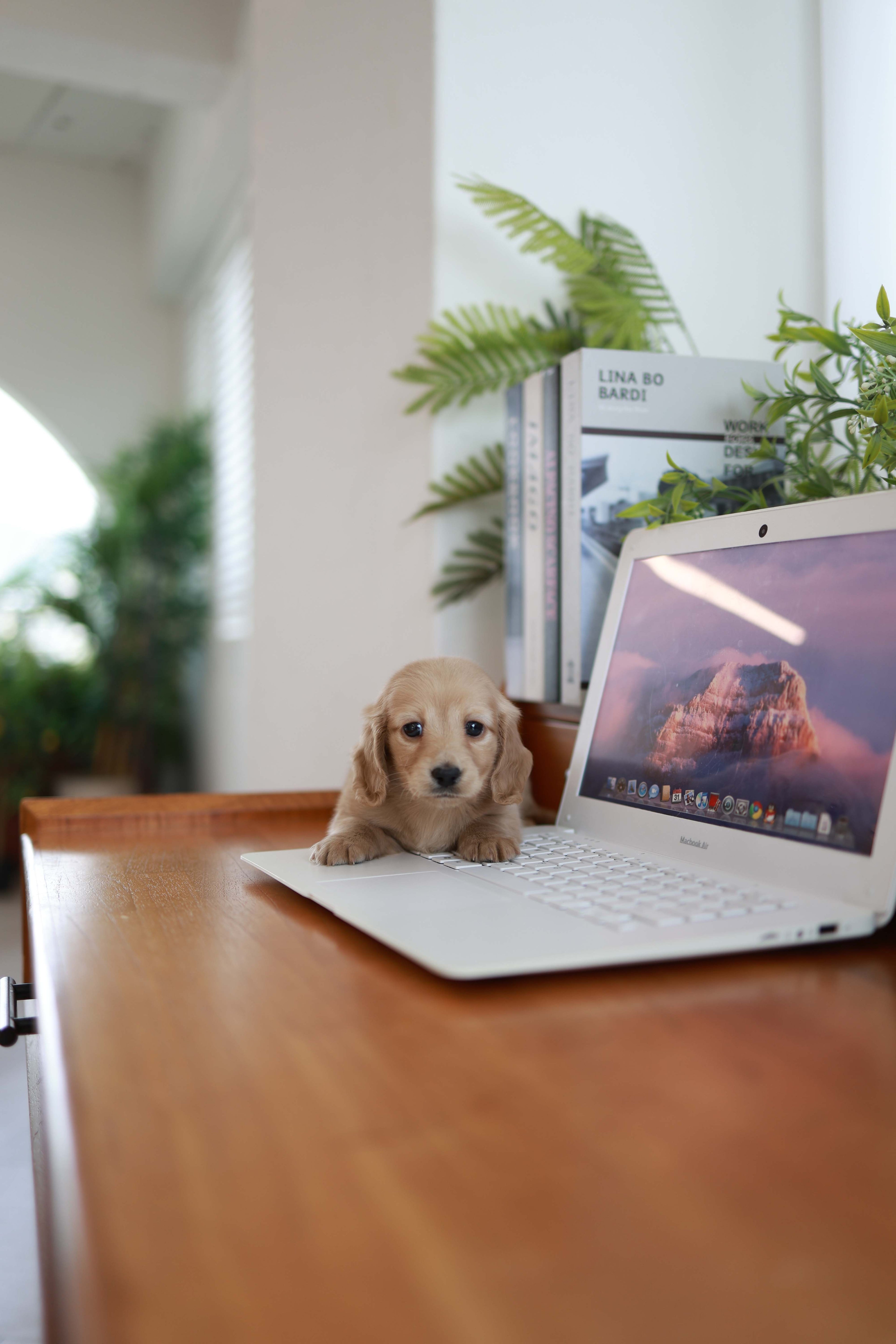 London - Dachshund M.