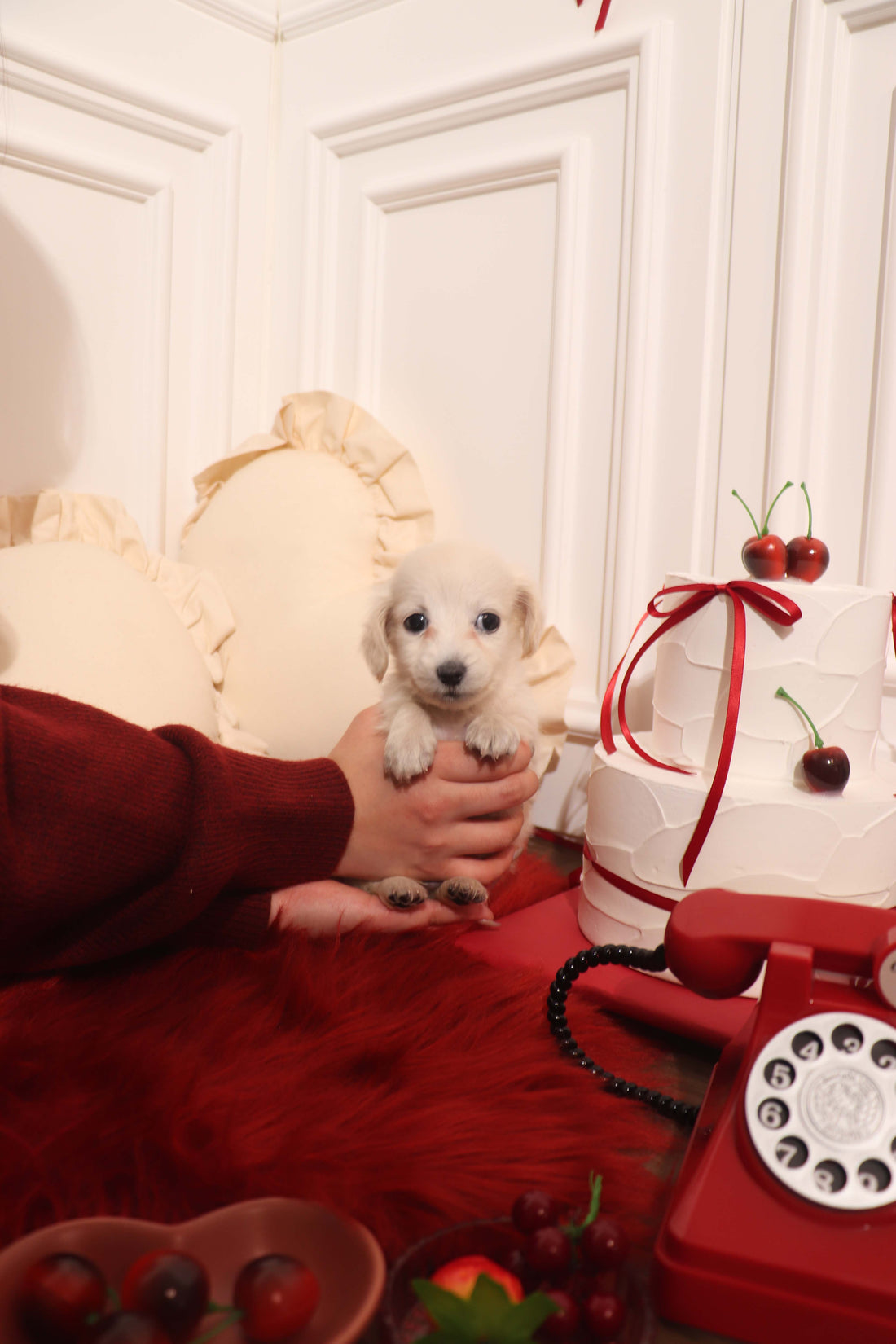 Lilly - Dachshund F.