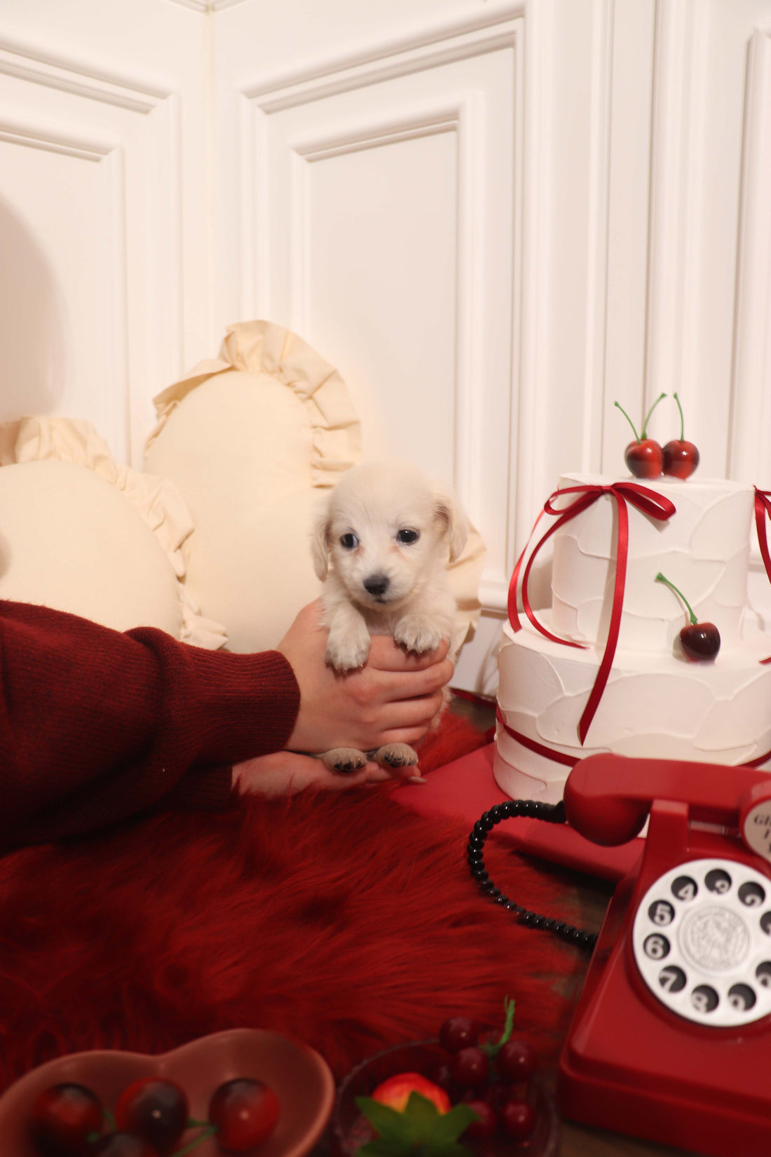 Lilly - Dachshund F.