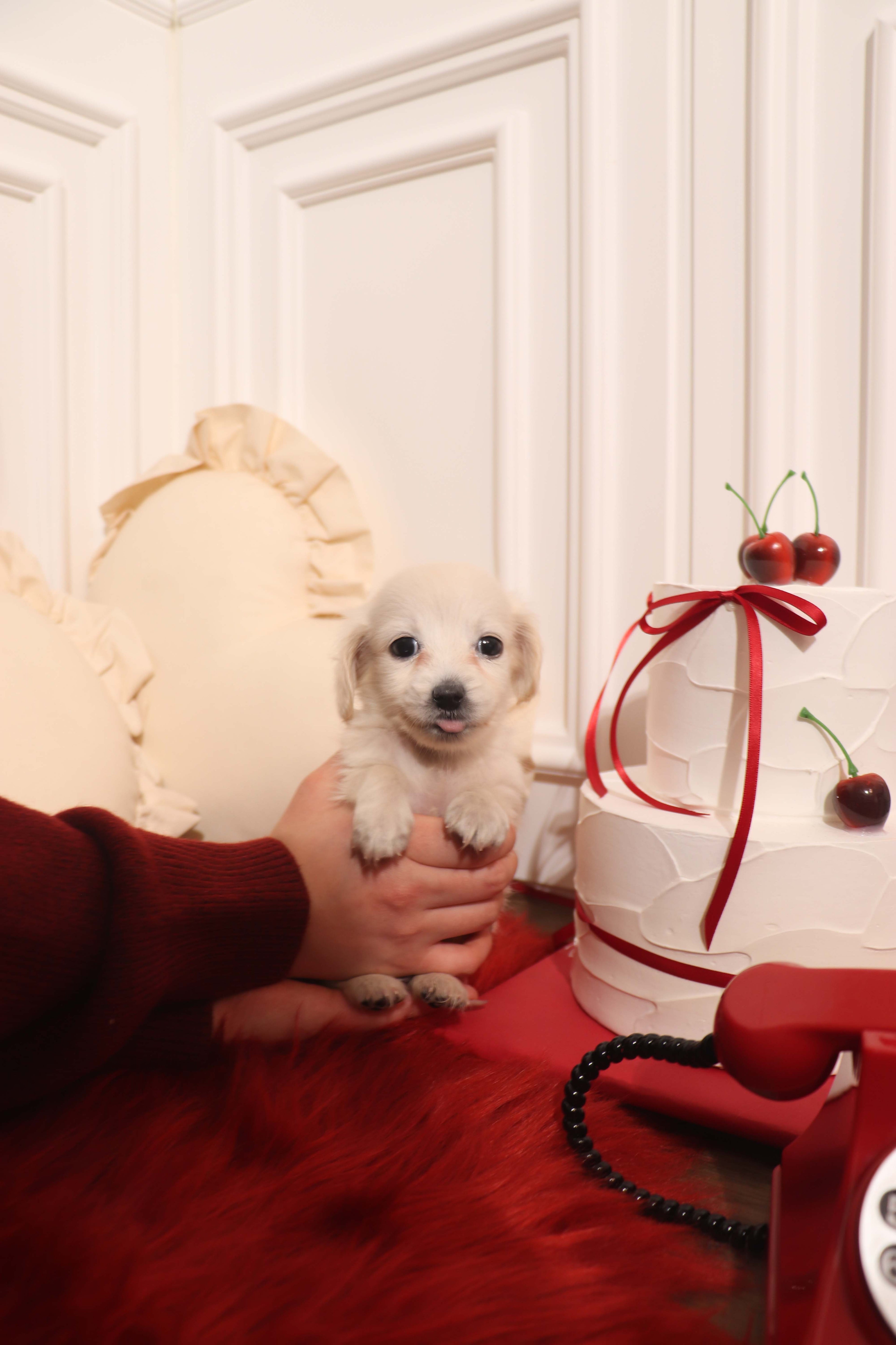 Lilly - Dachshund F.