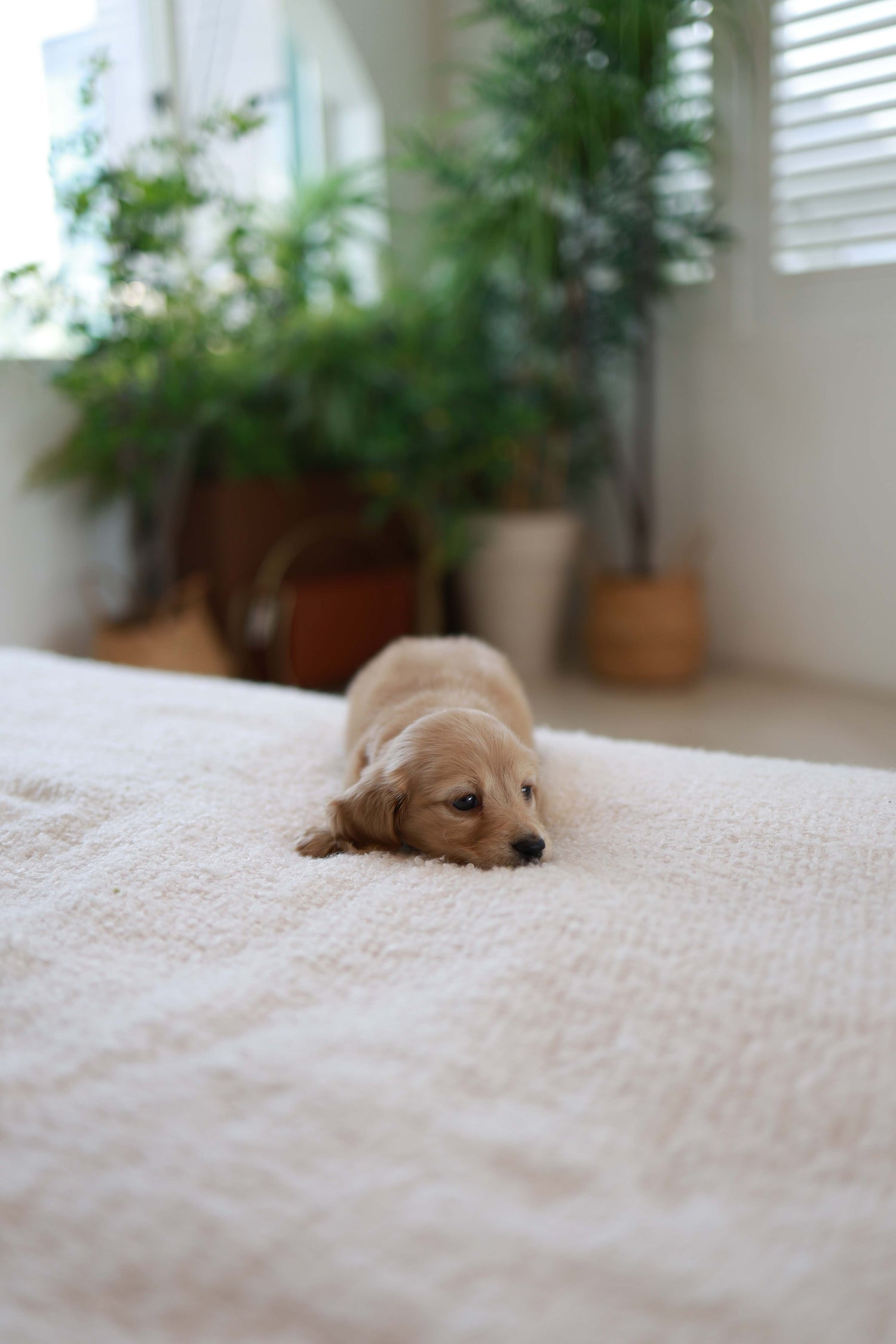 London - Dachshund M.