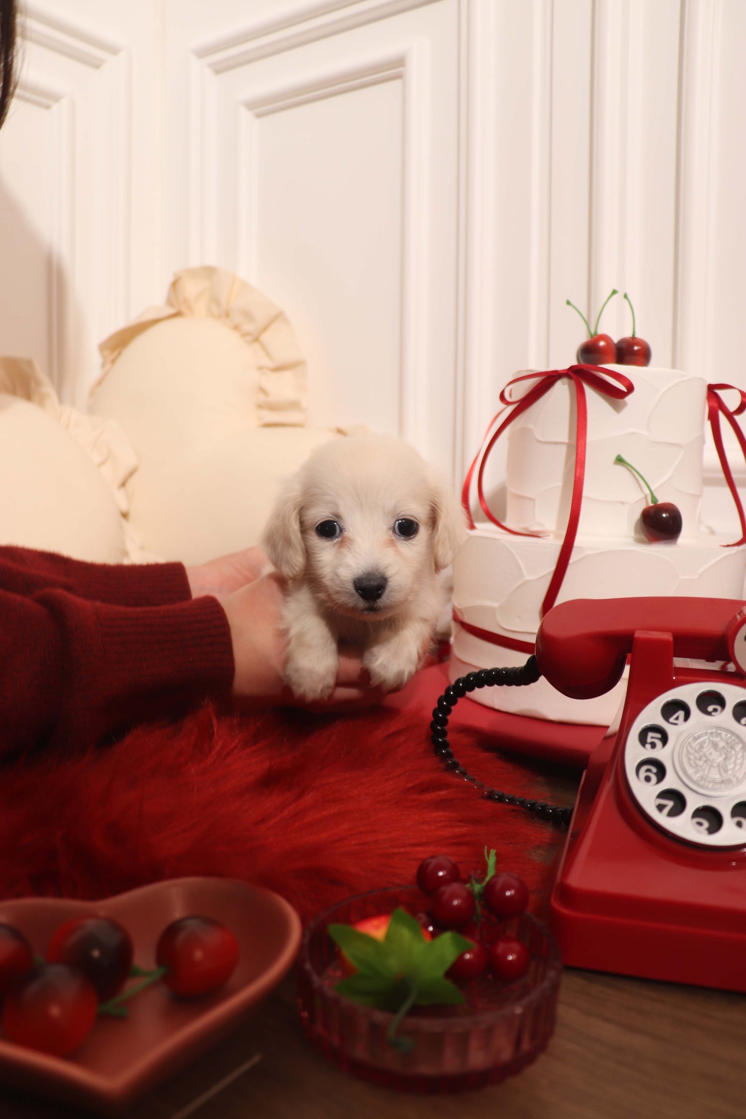 Lilly - Dachshund F.