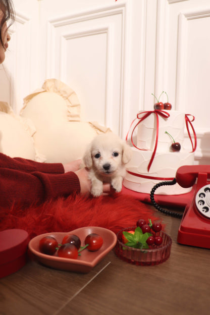 Lilly - Dachshund F.