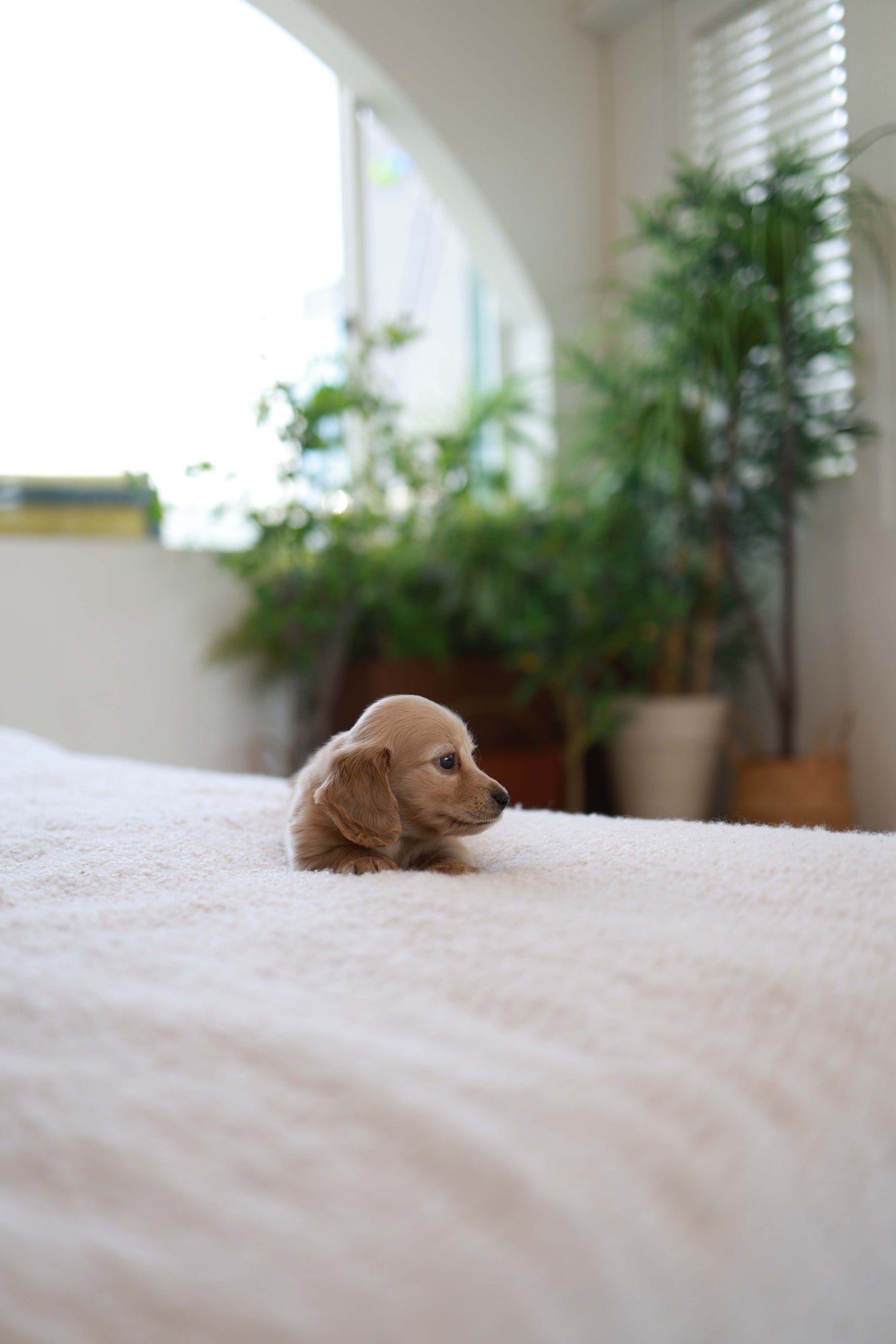 London - Dachshund M.