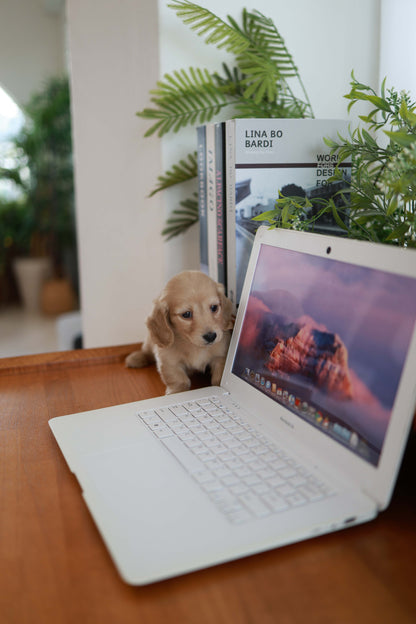 London - Dachshund M.