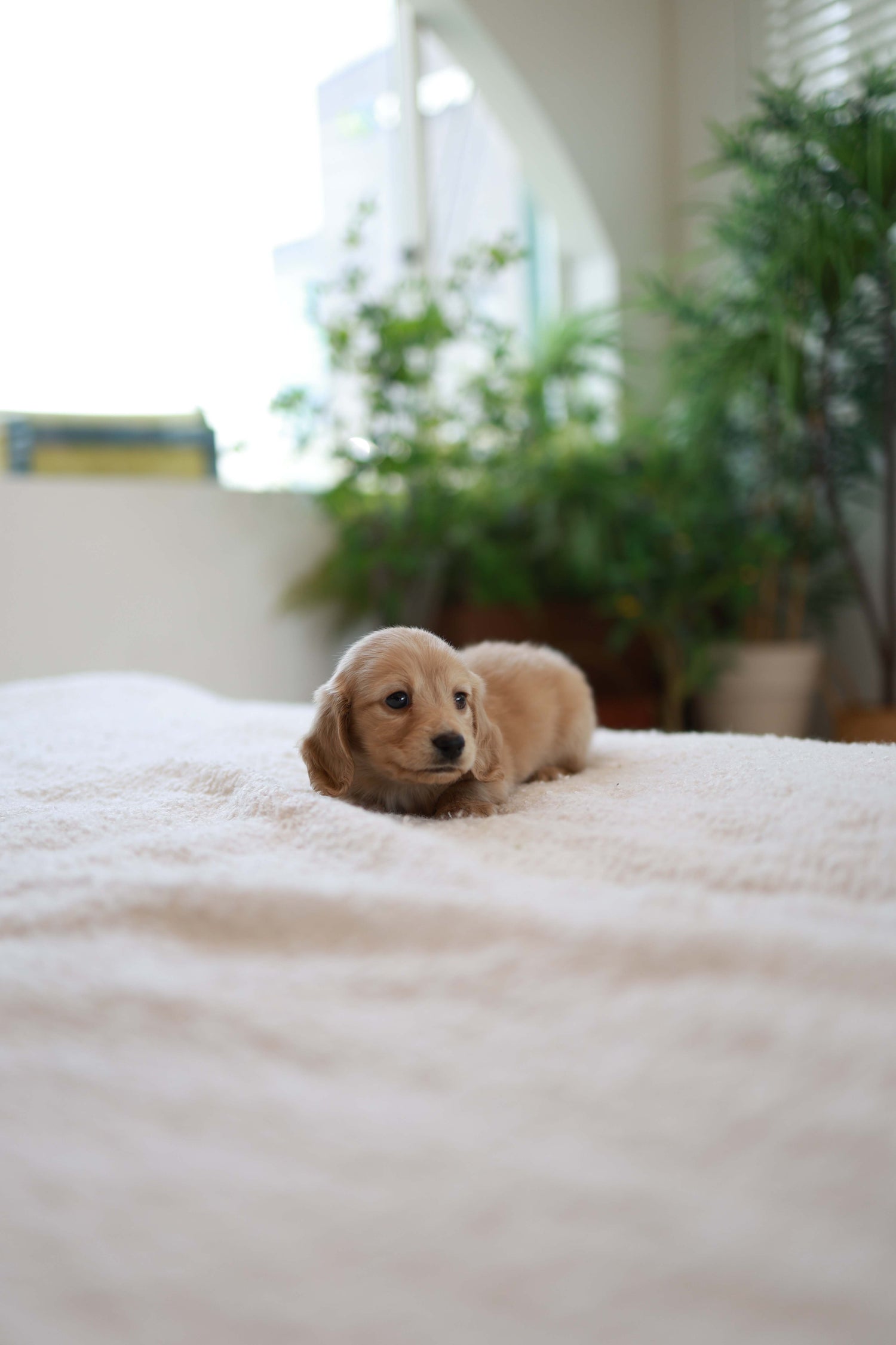 Puppy lying on a white surface with plants in the background