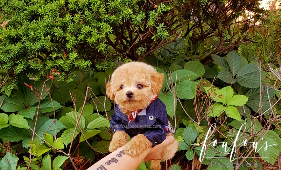 Ralph - Golden Doodle