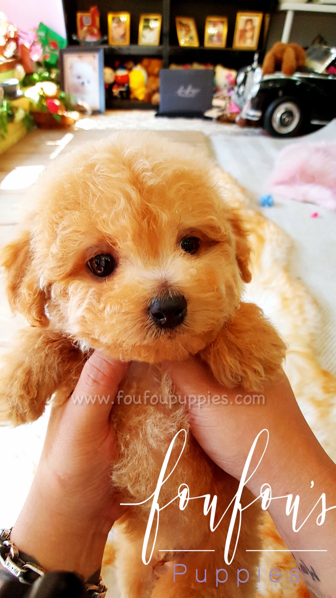 Ralph - Golden Doodle