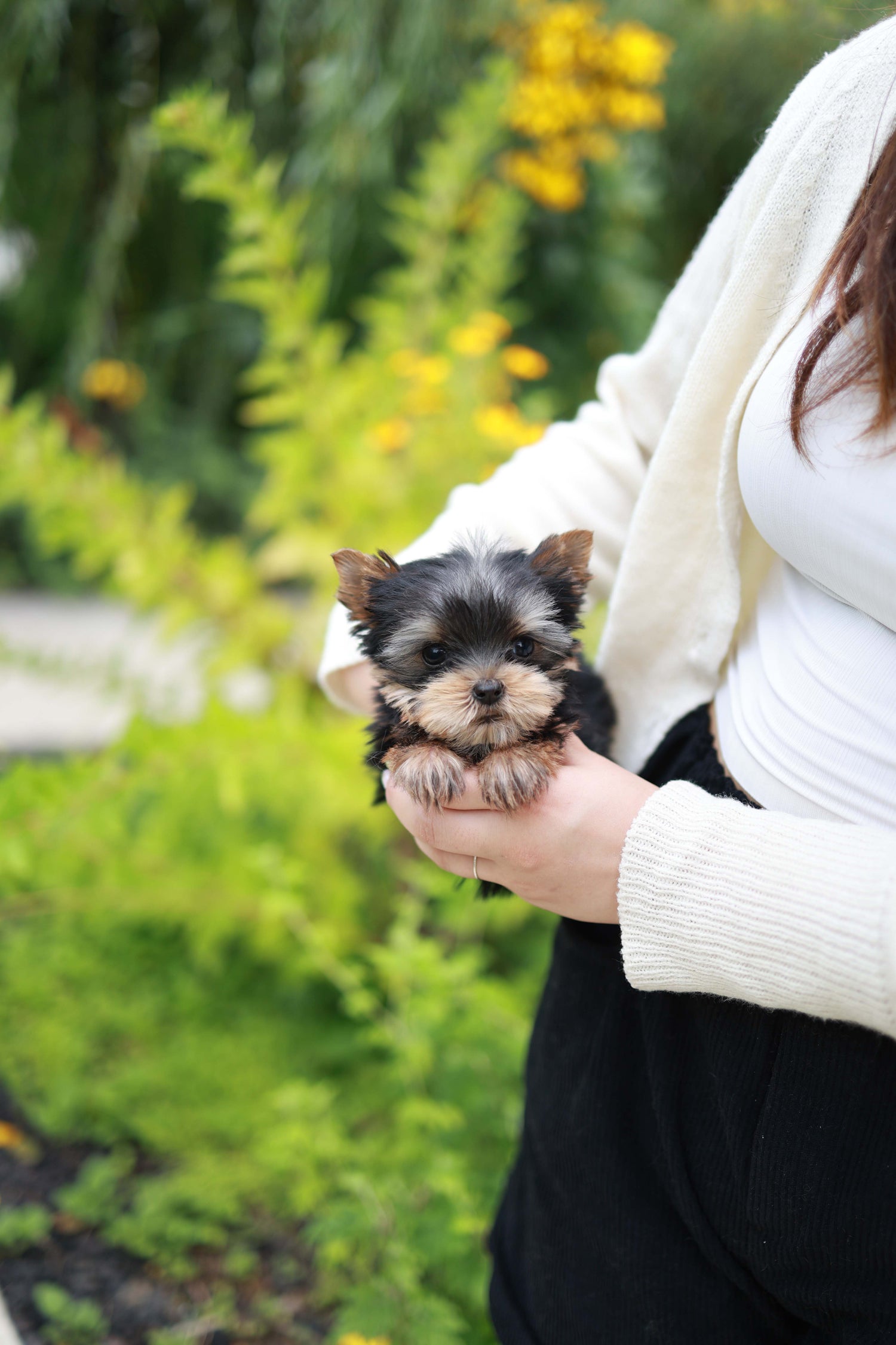 Skye - Yorshire Terrier F.