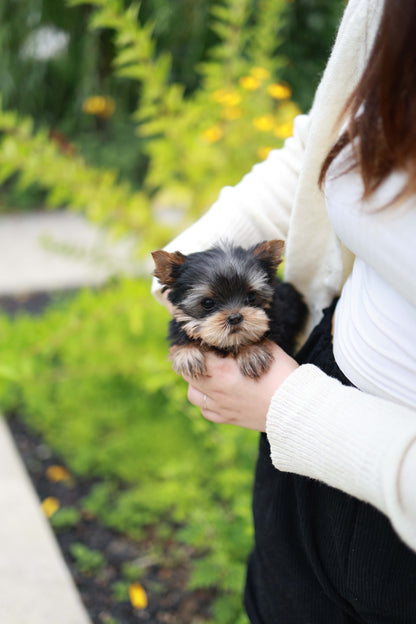 Skye - Yorshire Terrier F.