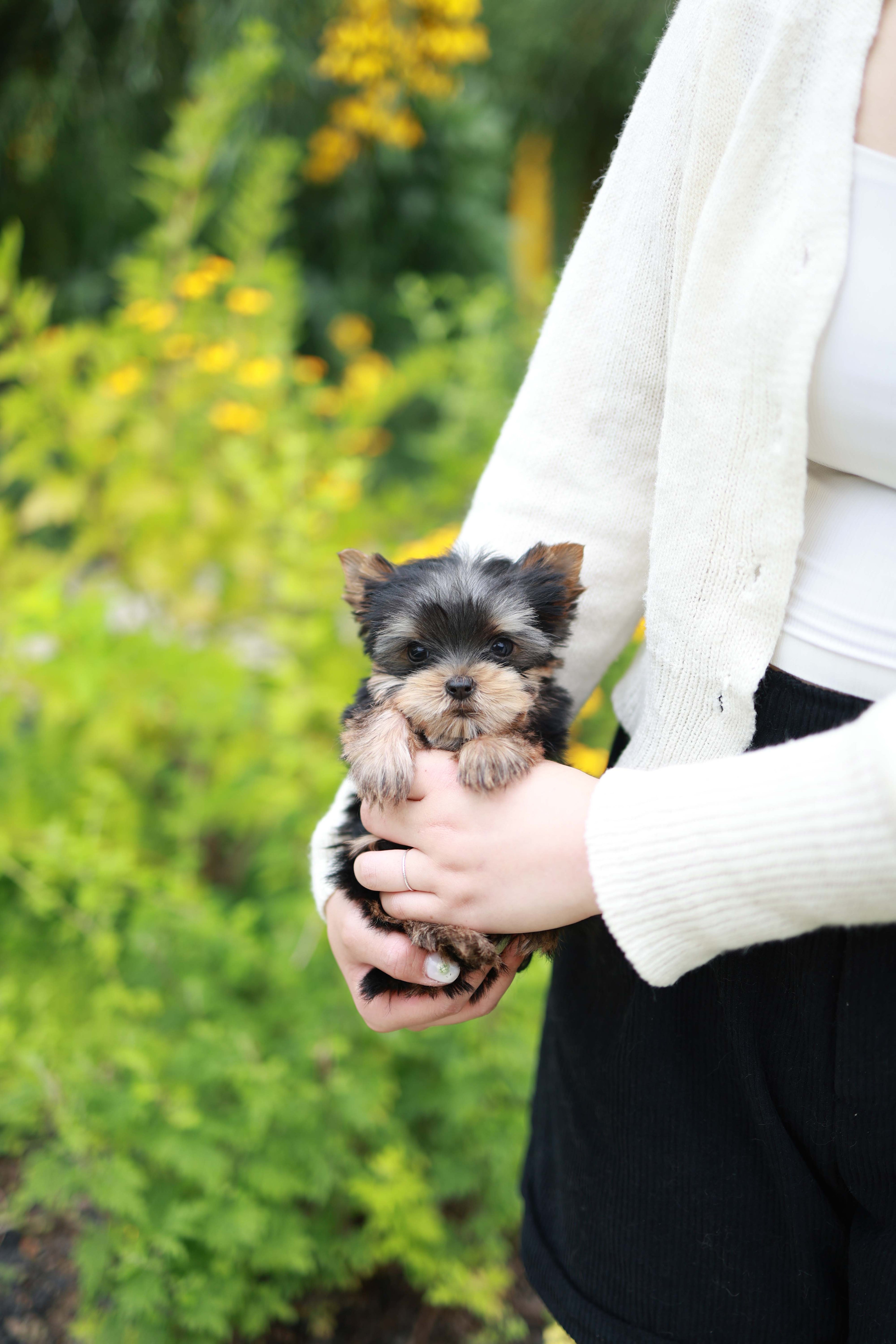 Skye - Yorshire Terrier F.