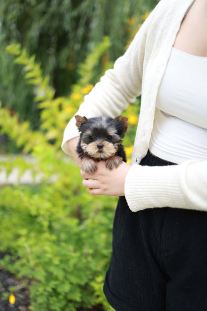 Skye - Yorshire Terrier F.