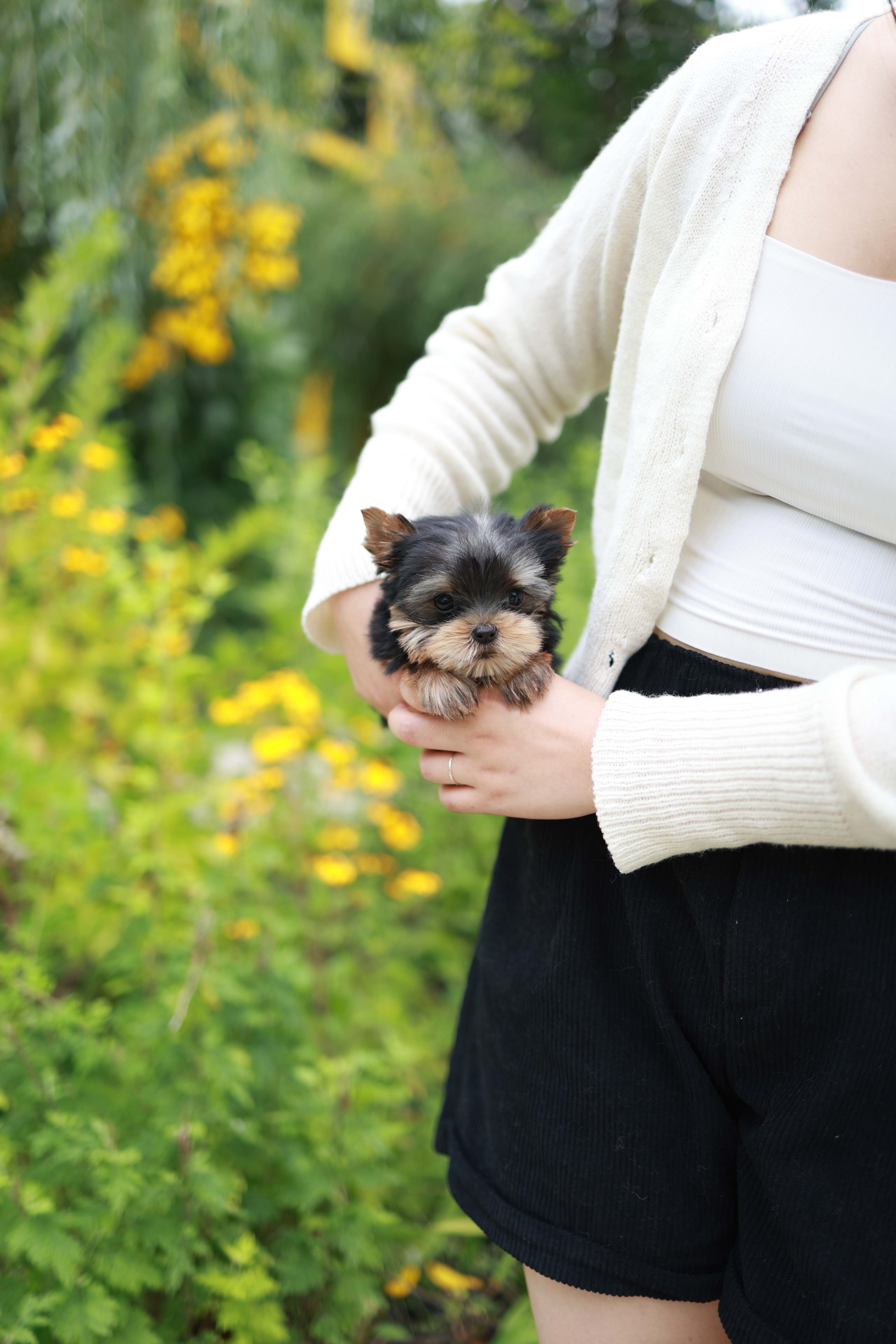 Skye - Yorshire Terrier F.