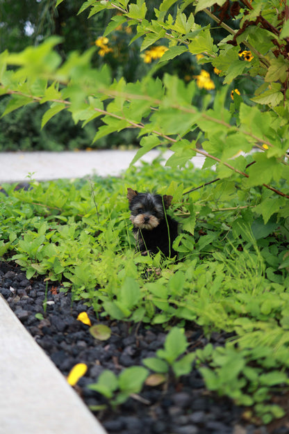 Skye - Yorshire Terrier F.