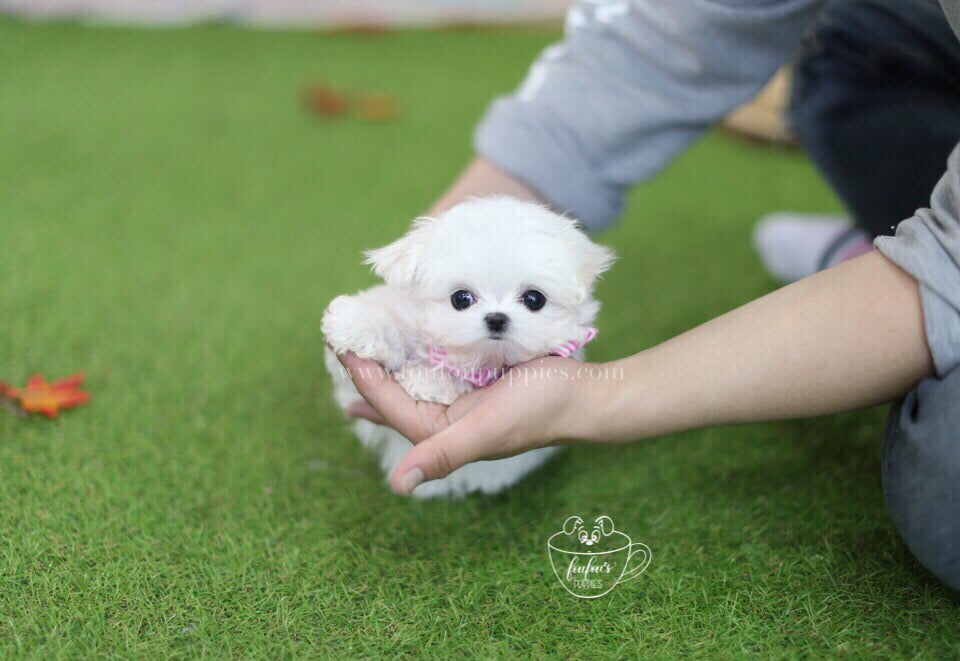 Belle-Maltese F.