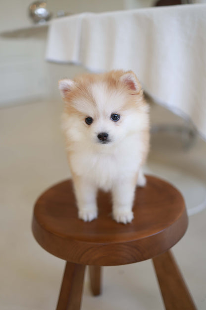 Baku - Pomsky M.