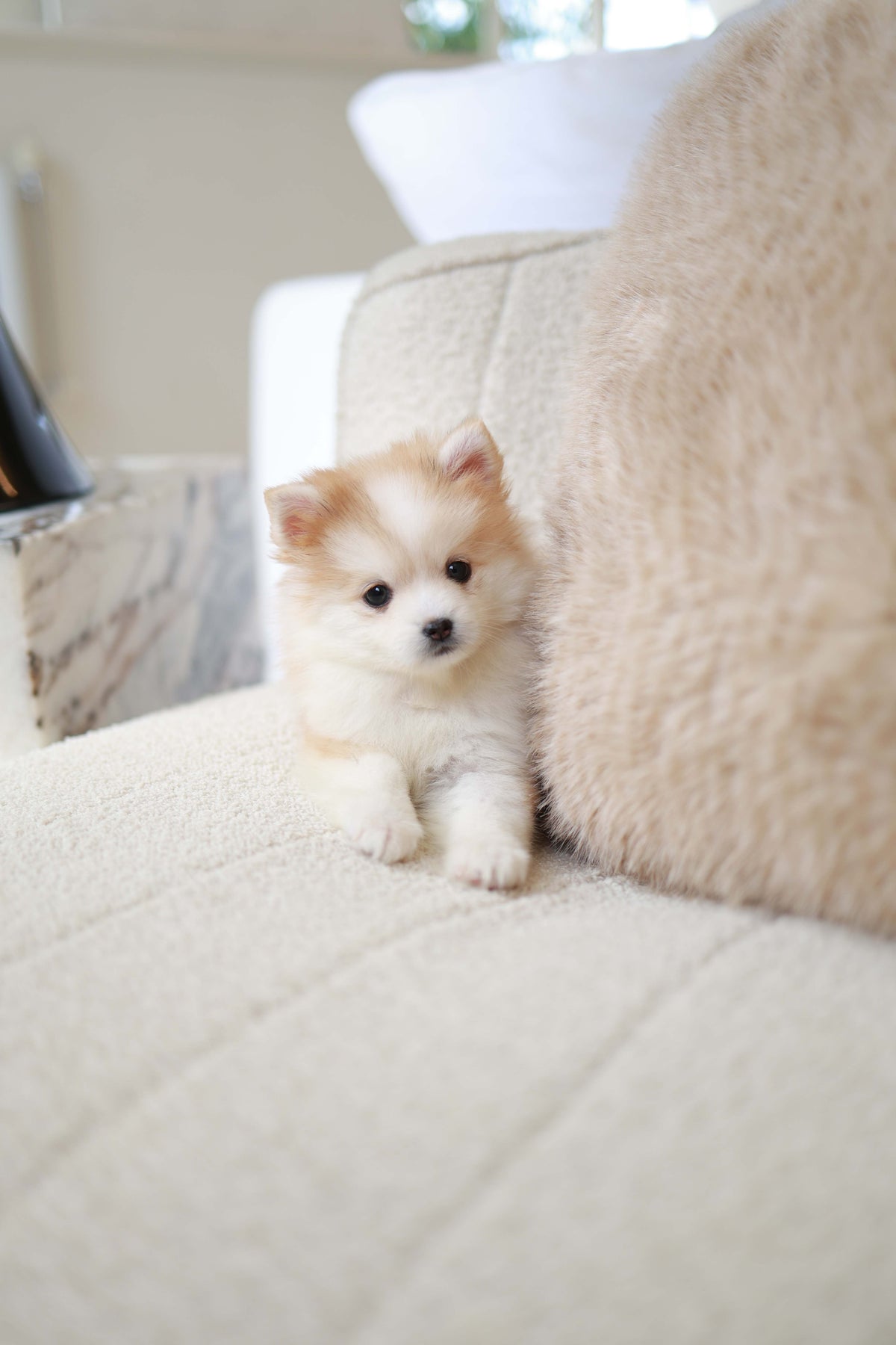 Baku - Pomsky M.