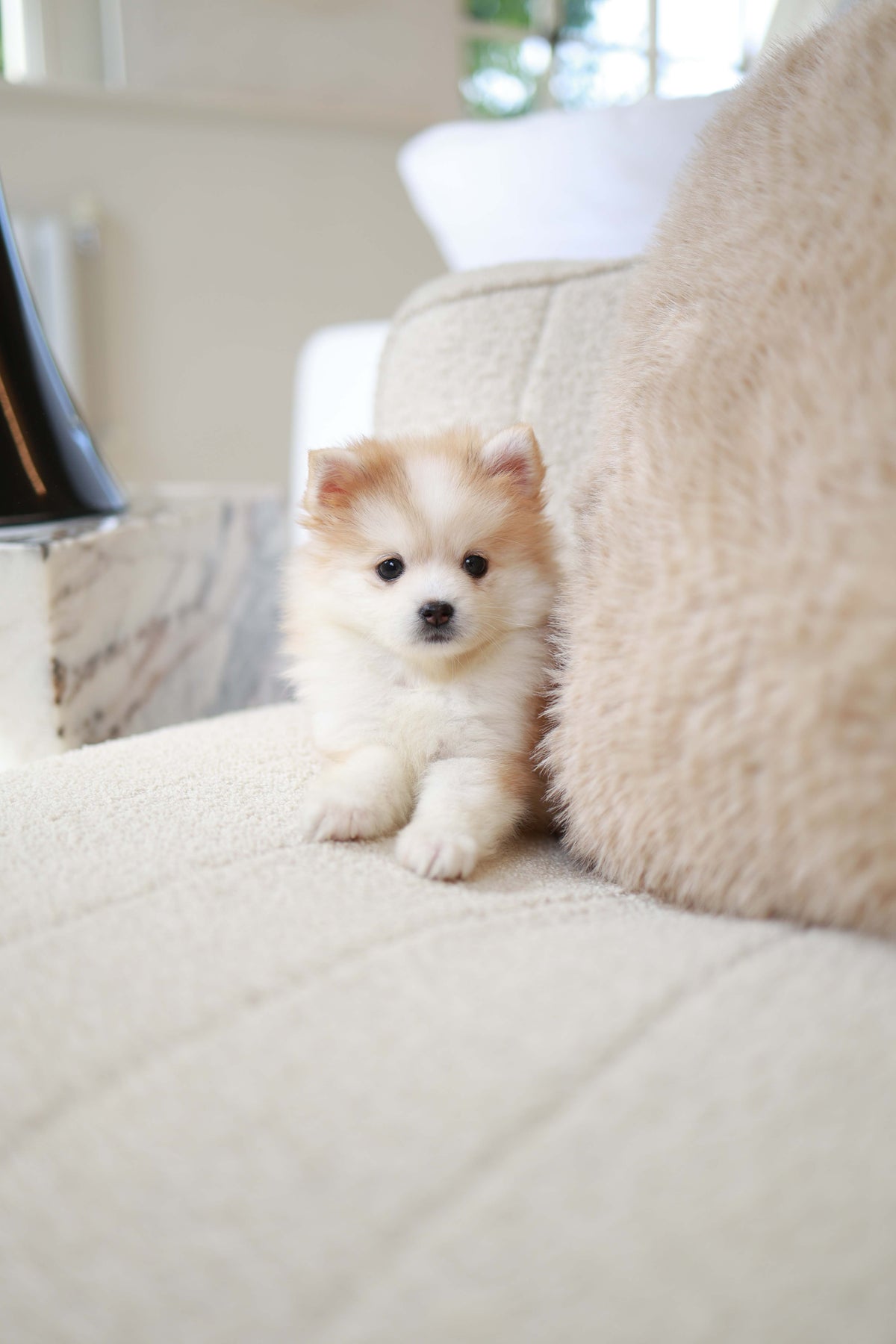 Baku - Pomsky M.