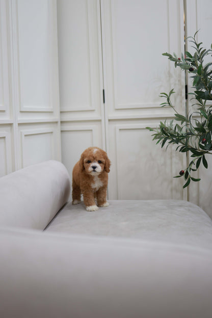 Cali - Golden Doodle F.