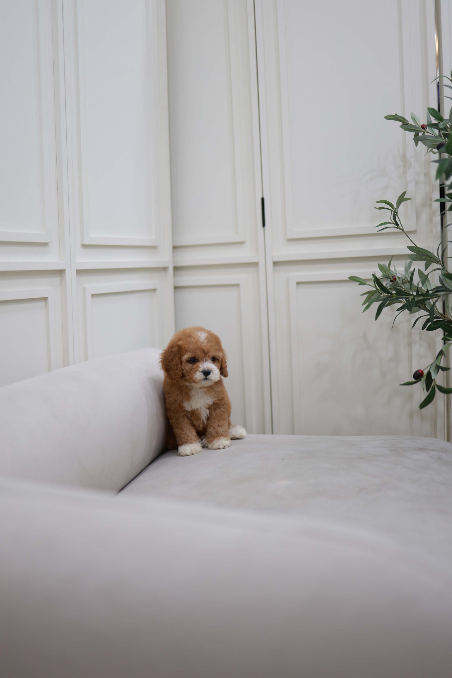 Cali - Golden Doodle F.