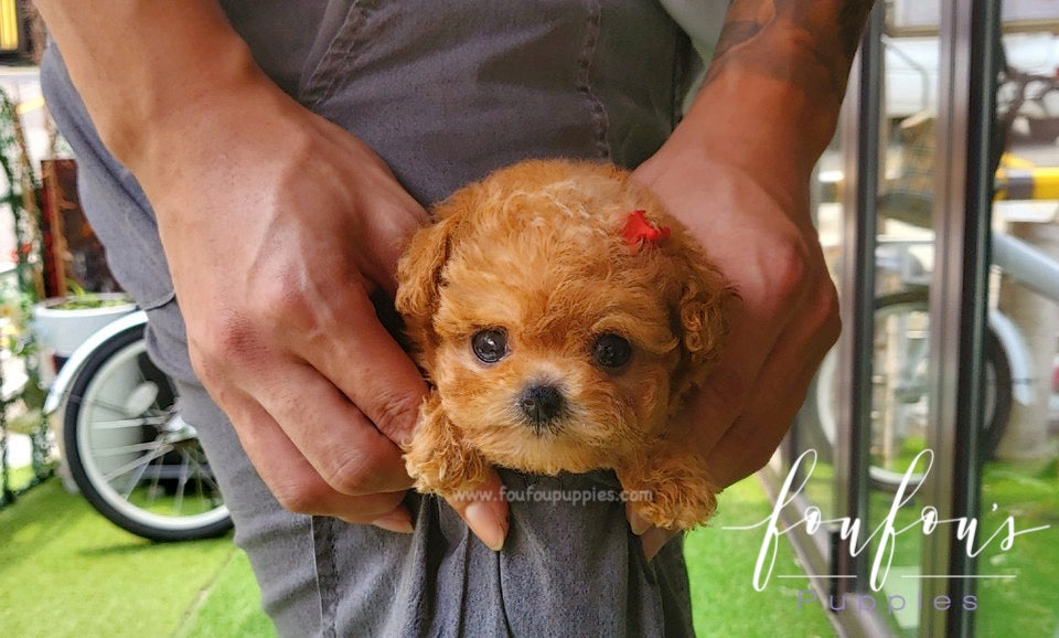 Ralph - Maltipoo M.